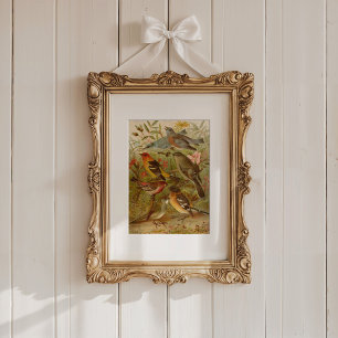 Noord-Amerikaanse vogels   Gustav Mü tzel Poster