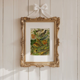 Noord-Amerikaanse vogels   Gustav Mü tzel Poster