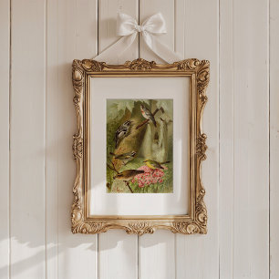 Noord-Amerikaanse vogels Gustav Mü tzel Poster