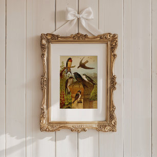 Noord-Amerikaanse vogels Gustav Mü tzel Poster