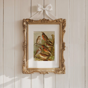 Noord-Amerikaanse vogels   Gustav Mü tzel Poster