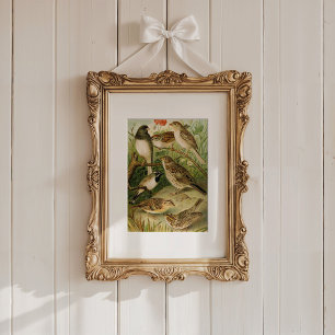 Noord-Amerikaanse vogels   Gustav Mü tzel Poster