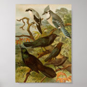 Noord-Amerikaanse vogels | Gustav Mü tzel Poster (Voorkant)