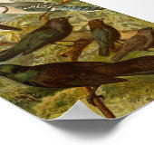 Noord-Amerikaanse vogels | Gustav Mü tzel Poster (Hoek)