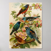 Noord-Amerikaanse vogels | Gustav Mü tzel Poster (Voorkant)