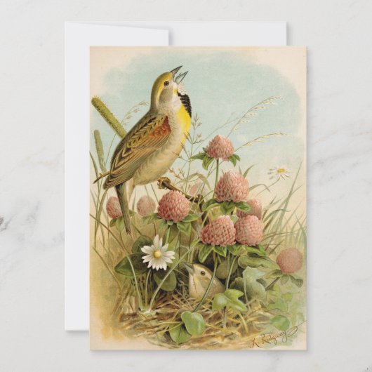 Noord-Amerikaanse vogels | Robert Ridgway (Voorkant)