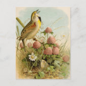 Noord-Amerikaanse vogels | Robert Ridgway Briefkaart (Voorkant)