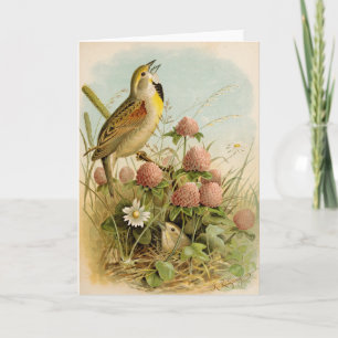 Noord-Amerikaanse vogels   Robert Ridgway Kaart