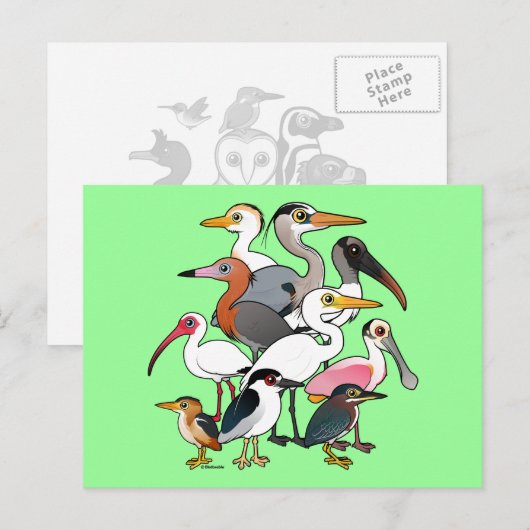 Noord-Amerikaanse Waders Briefkaart (Voorkant / Achterkant)