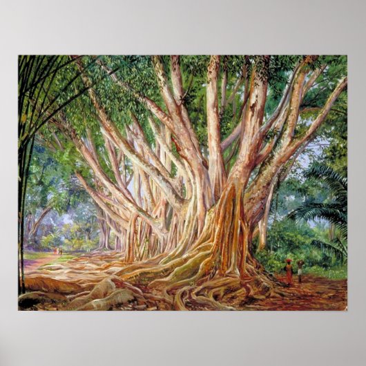 noord - avenue of Indian Rubber Trees , Peradeniya Poster (Voorkant)