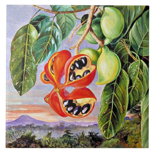 Noord - Bladgroen en fruit Sterculia Parviflora Tegeltje (Voorkant)