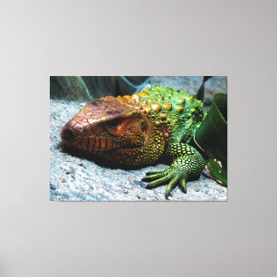 Noord-Caiman Lizard Dracaena Guianensis Canvas Afdruk