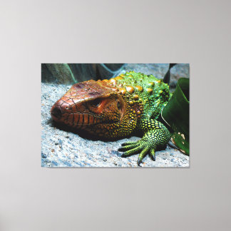 Noord-Caiman Lizard Dracaena Guianensis Canvas Afdruk
