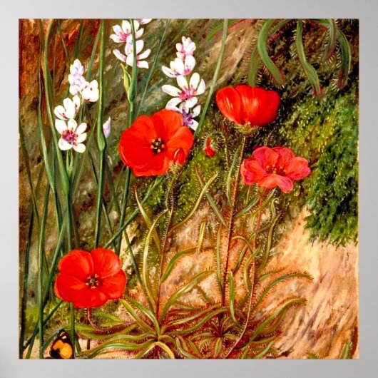 Noord - een Zuid - Afrikaanse soennidew Poster (Voorkant)