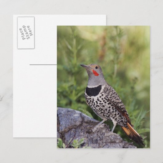 Noord-flikkering, Colaptes auratus, rood gehakt Briefkaart (Voorkant / Achterkant)