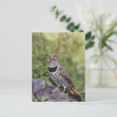 Noord-flikkering, Colaptes auratus, rood gehakt Briefkaart (Staand voorkant)