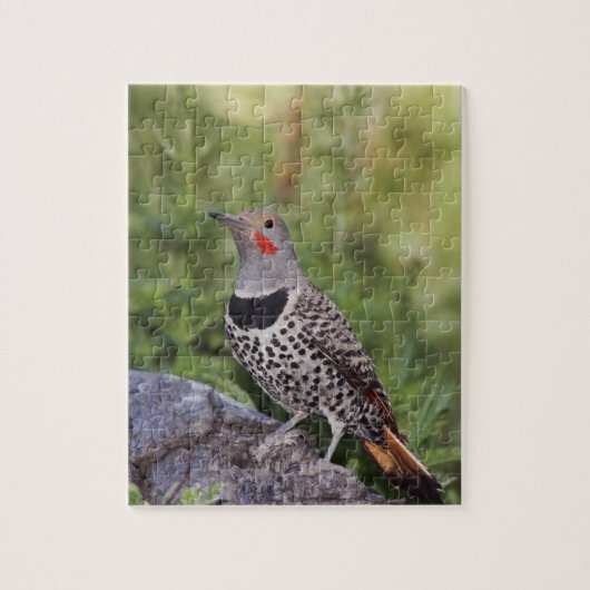 Noord-flikkering, Colaptes auratus, rood gehakt Legpuzzel (Verticaal)