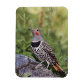 Noord-flikkering, Colaptes auratus, rood gehakt Magneet (Verticaal)