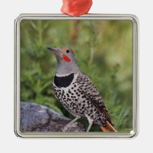 Noord-flikkering, Colaptes auratus, rood gehakt Metalen Ornament
