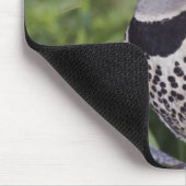 Noord-flikkering, Colaptes auratus, rood gehakt Muismat (Hoek)