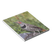 Noord-flikkering, Colaptes auratus, rood gehakt Notitieblok (Schuin)