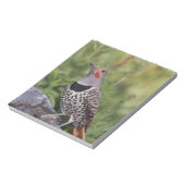 Noord-flikkering, Colaptes auratus, rood gehakt Notitieblok (Linkerzijde)