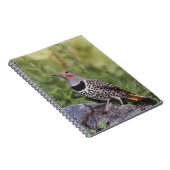 Noord-flikkering, Colaptes auratus, rood gehakt Notitieboek (Rechterzijde)