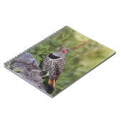 Noord-flikkering, Colaptes auratus, rood gehakt Notitieboek (Linkerzijde)