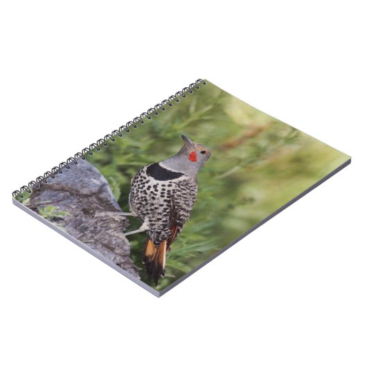 Noord-flikkering, Colaptes auratus, rood gehakt Notitieboek (Linkerzijde)