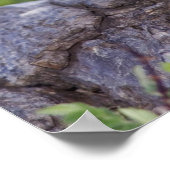 Noord-flikkering, Colaptes auratus, rood gehakt Poster (Hoek)