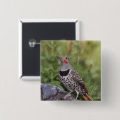 Noord-flikkering, Colaptes auratus, rood gehakt Vierkante Button 5,1 Cm (Voorkant /achterkant)