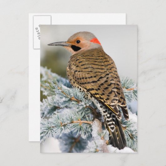 Noord-flikkerman Briefkaart (Voorkant / Achterkant)