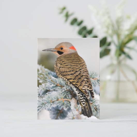 Noord-flikkerman Briefkaart (Staand voorkant)