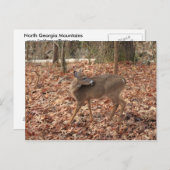 Noord-Georgië — Whitetail Deer Briefkaart (Voorkant / Achterkant)