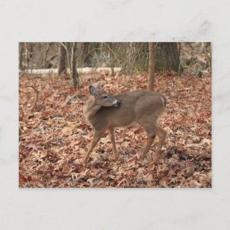Noord-Georgië — Whitetail Deer Briefkaart
