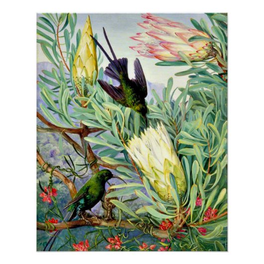 Noord - Honeybloemen en Honeysuckers Perfect Poster (Voorkant)