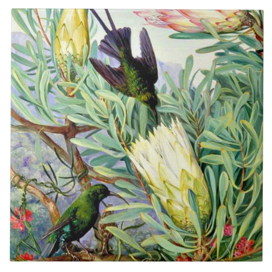 Noord - Honeybloemen en Honeysuckers Tegeltje (Voorkant)