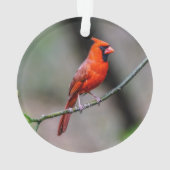 Noord-kardinaal acrylversiering ornament (achterkant)