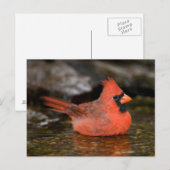 Noord-kardinaal mannelijk zwemmen briefkaart (Voorkant / Achterkant)