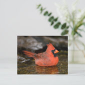 Noord-kardinaal mannelijk zwemmen briefkaart (Staand voorkant)