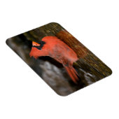 Noord-kardinaal mannelijk zwemmen magneet (Rechterzijde)