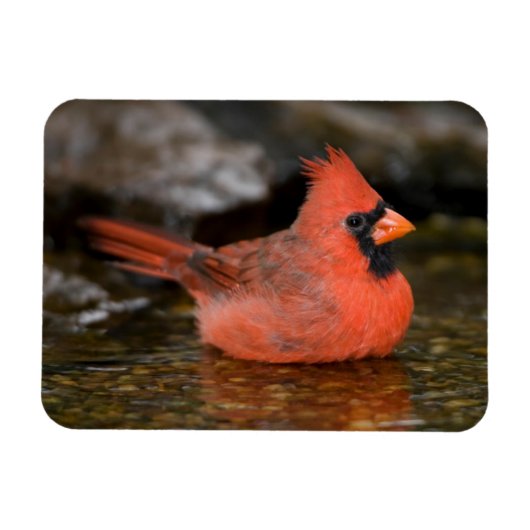 Noord-kardinaal mannelijk zwemmen magneet (Horizontaal)