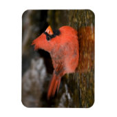Noord-kardinaal mannelijk zwemmen magneet (Verticaal)
