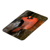 Noord-kardinaal mannelijk zwemmen magneet (Linkerzijde)