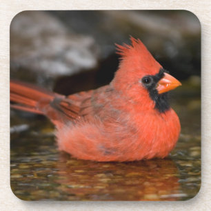 Noord-kardinaal mannelijk zwemmen onderzetter