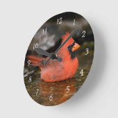 Noord-kardinaal mannelijk zwemmen ronde klok (Hoek)