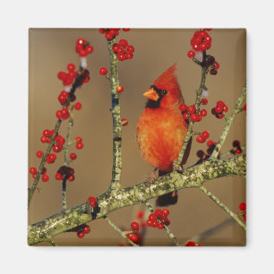 Noord-Kardinaal mannetje, IL Magneet