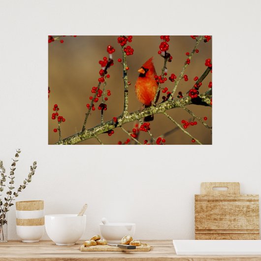 Noord-Kardinaal mannetje, IL Poster (Keuken)