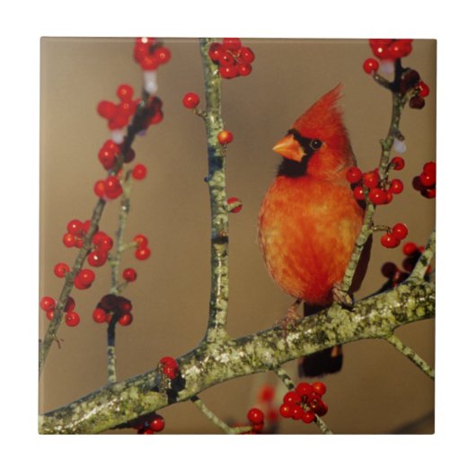 Noord-Kardinaal mannetje, IL Tegeltje (Voorkant)
