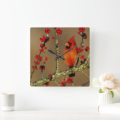 Noord-Kardinaal mannetje, IL Vierkante Klok (Huis)